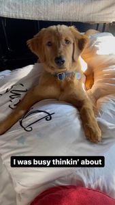 Instagram post by @teegagoldenpants