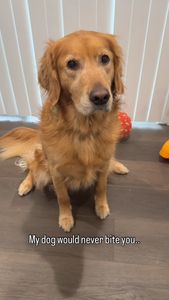 Instagram post by @teegagoldenpants