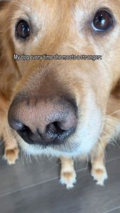 Instagram post by @teegagoldenpants