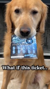 Instagram post by @teegagoldenpants