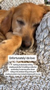 Instagram post by @teegagoldenpants