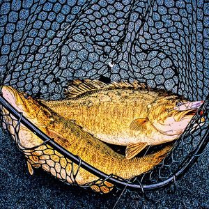 Instagram post by @dadbodfishin