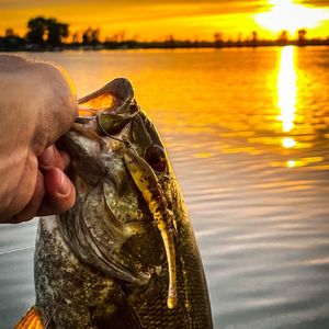 Instagram post by @dadbodfishin