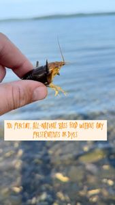 Instagram post by @dadbodfishin