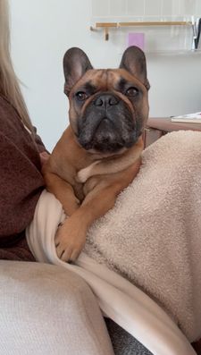 Instagram post by @thewindycityfrenchie