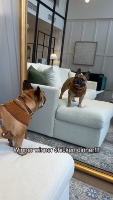 Instagram post by @thewindycityfrenchie