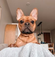 Instagram post by @thewindycityfrenchie