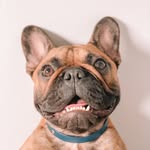 @thewindycityfrenchie Instagram Profile