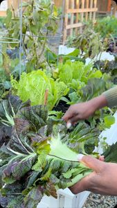 Instagram post by @curlycultivators