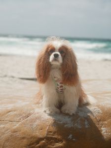 Instagram post by @hamiltonthecavie