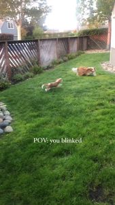 Instagram post by @hamiltonthecavie