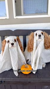 Instagram post by @hamiltonthecavie