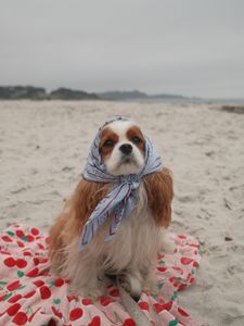 Instagram post by @hamiltonthecavie