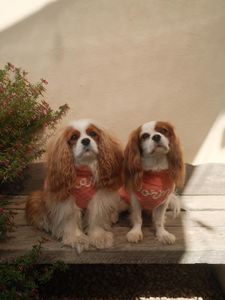 Instagram post by @hamiltonthecavie