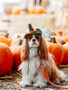 Instagram post by @hamiltonthecavie