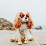 @hamiltonthecavie Instagram Profile