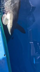 Instagram post by @andriana_marine