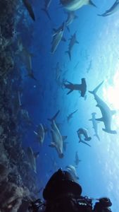 Instagram post by @andriana_marine