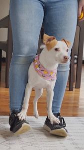 Instagram post by @lunathetrickdog