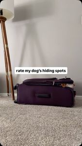 Instagram post by @lunathetrickdog