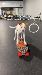 Instagram post by @lunathetrickdog