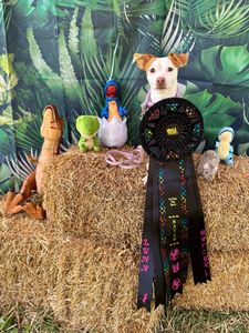 Instagram post by @lunathetrickdog