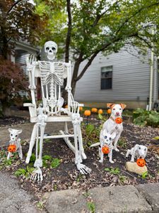 Instagram post by @lunathetrickdog