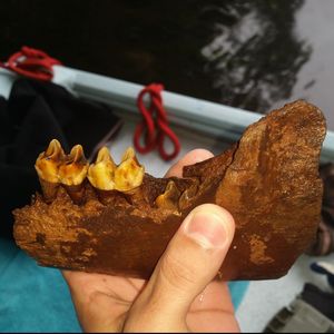 Instagram post by @paleocris