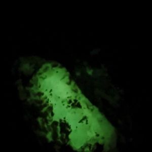 Instagram post by @paleocris