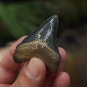 Instagram post by @paleocris