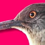 @oldpueblocuriosities Instagram Profile