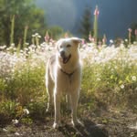 @roadtrip.ranger Instagram Profile