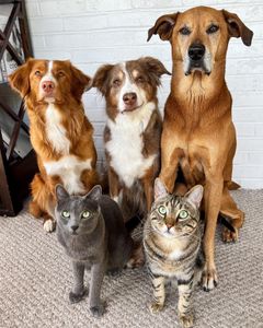 Instagram post by @whiskeytoller