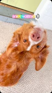 Instagram post by @whiskeytoller