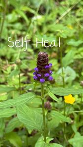 Instagram post by @rootedremembrance