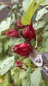 Instagram post by @rootedremembrance