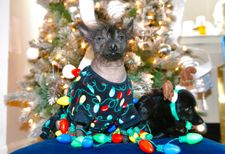 Instagram post by @zoefruitbat