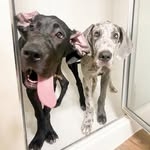 @theearpbrothers Instagram Profile