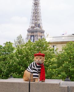 Instagram post by @spongecake_thescottishfold