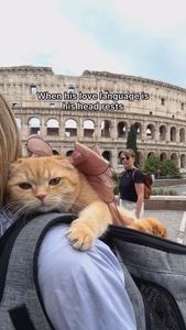 Instagram post by @spongecake_thescottishfold