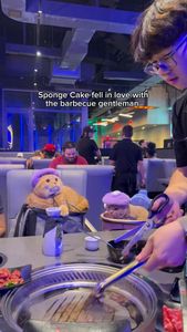 Instagram post by @spongecake_thescottishfold