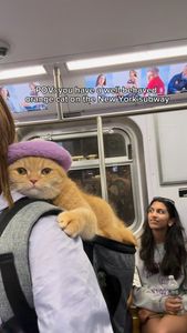 Instagram post by @spongecake_thescottishfold