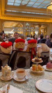 Instagram post by @spongecake_thescottishfold