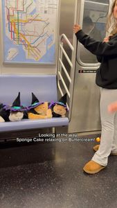 Instagram post by @spongecake_thescottishfold