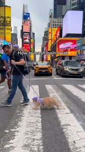 Instagram post by @spongecake_thescottishfold