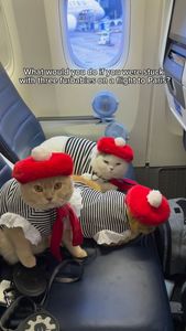 Instagram post by @spongecake_thescottishfold