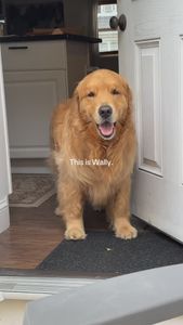 Instagram post by @wally.meets.world