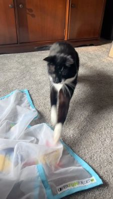 Instagram post by @tippytuxies