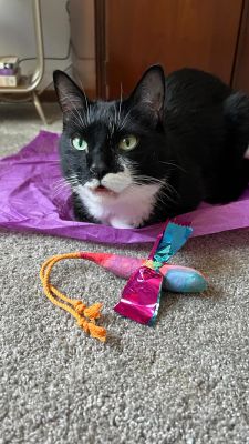 Instagram post by @tippytuxies