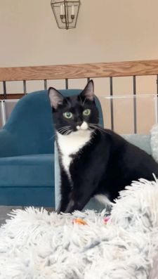 Instagram post by @tippytuxies